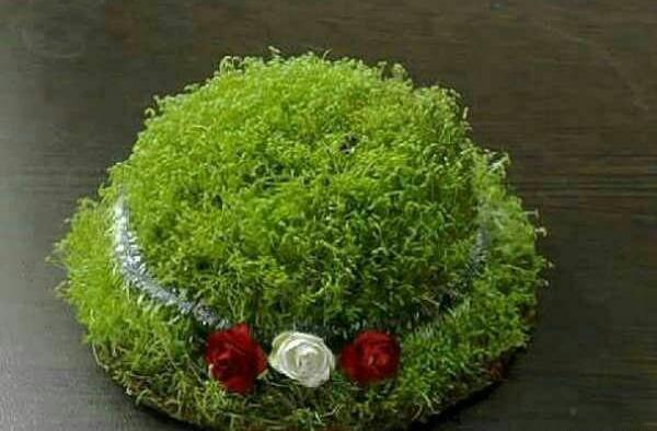 عکس سبزه ی گاودانه