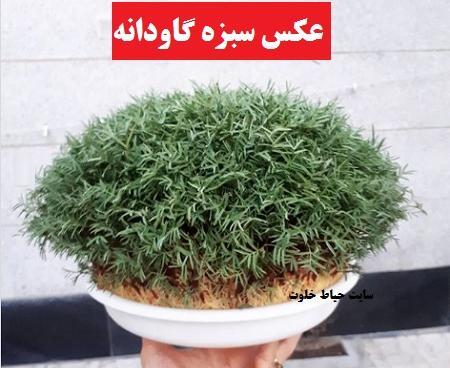 عکس سبزه ی گاودانه