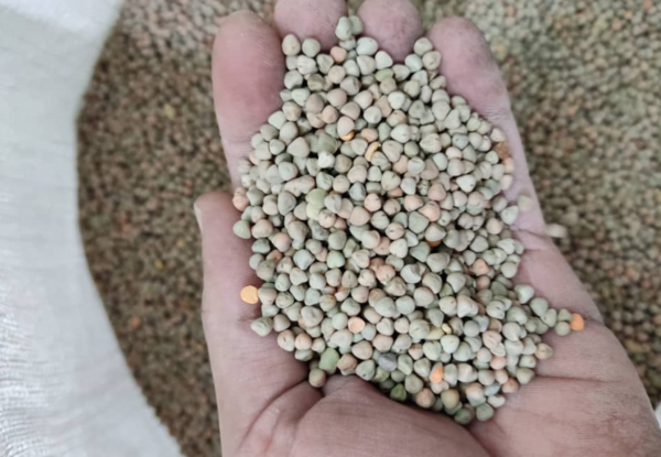 عکس سبزه ی گاودانه