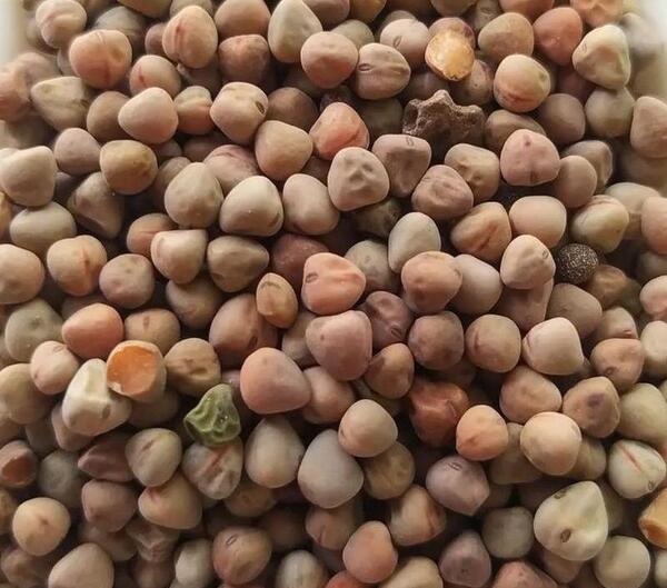 عکس سبزه ی گاودانه