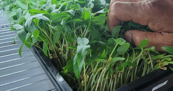 عکس سبزه ی گاودانه