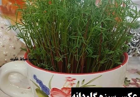 عکس سبزه ی گاودانه