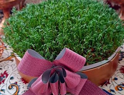 عکس سبزه ی گاودانه