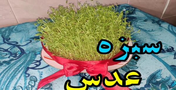 عکس سبزه درختی