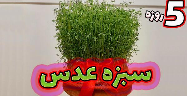 عکس سبزه درختی