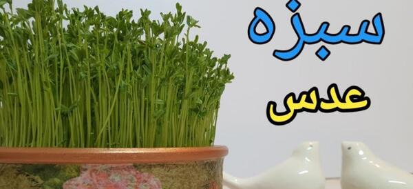 عکس سبزه درختی