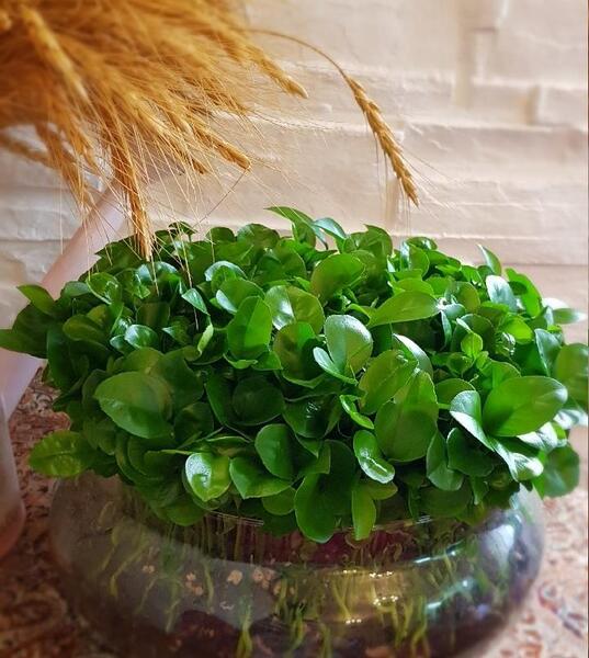 عکس سبزه های مختلف