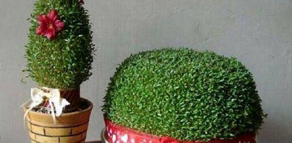 عکس سبزه های مختلف