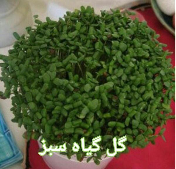 عکس سبزه کنجد سیاه