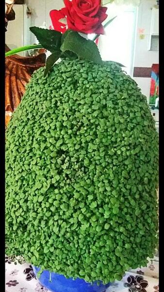 عکس سبزه کنجد سیاه