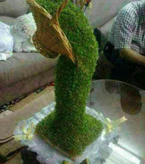 عکس سبزه هسته پرتقال