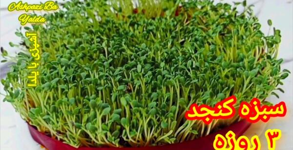 عکس سبزه هسته پرتقال
