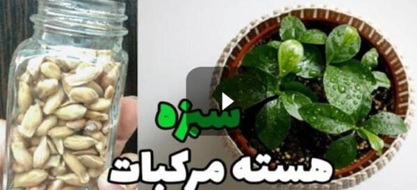 عکس سبزه هسته پرتقال