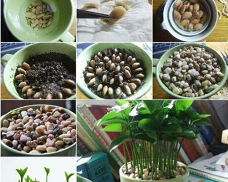 عکس سبزه ی هسته پرتقال