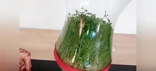عکس سبزه ی هسته پرتقال