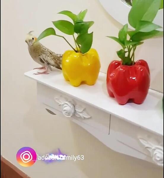 عکس سبزه ی هسته پرتقال