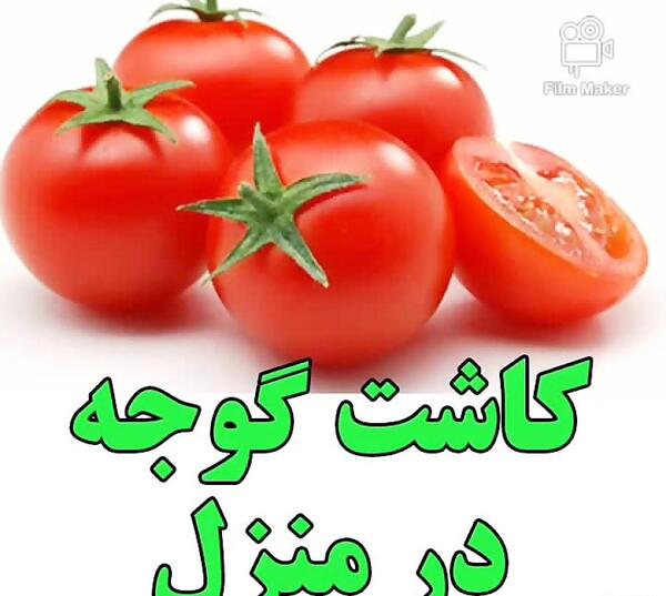 عکس سبزه ی هسته پرتقال