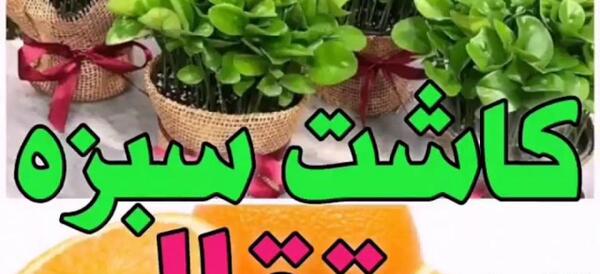 عکس سبزه ی هسته پرتقال
