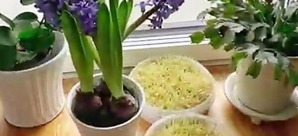 عکس سبزه ی هسته پرتقال