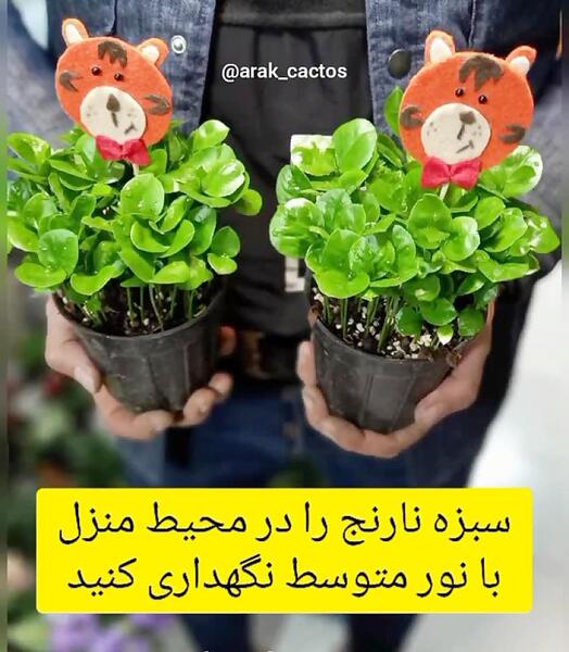 عکس سبزه ی هسته پرتقال