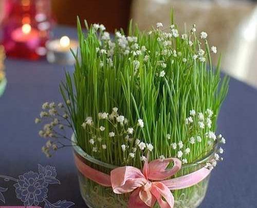 عکس سبزه زیبا
