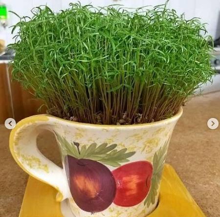 عکس سبزه زیبا