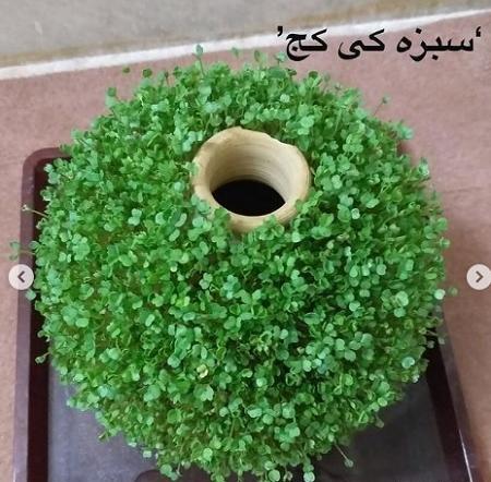 عکس سبزه زیبا