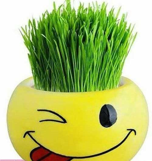 عکس سبزه زیبا