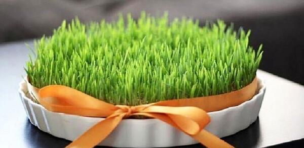 عکس سبزه انداختن