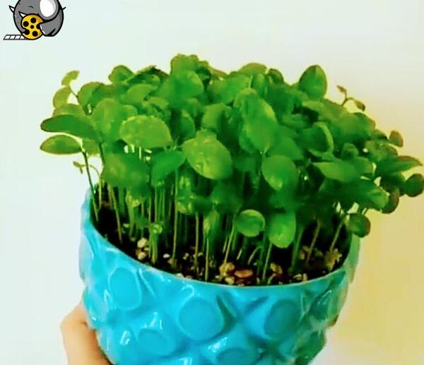 عکس سبزه تخم نارنج