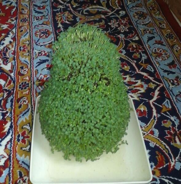 عکس سبزه کوزه