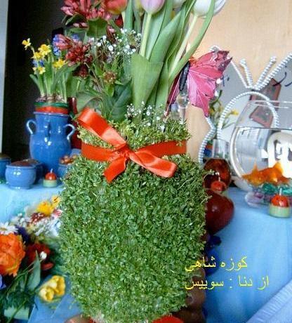 عکس سبزه کوزه