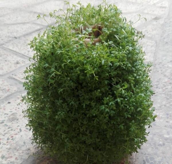 عکس سبزه کوزه