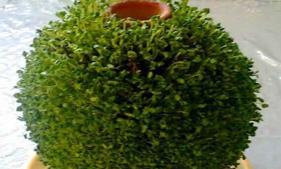 عکس سبزه کوزه
