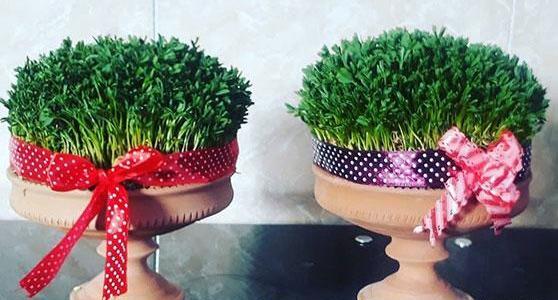 عکس سبزه نارنج