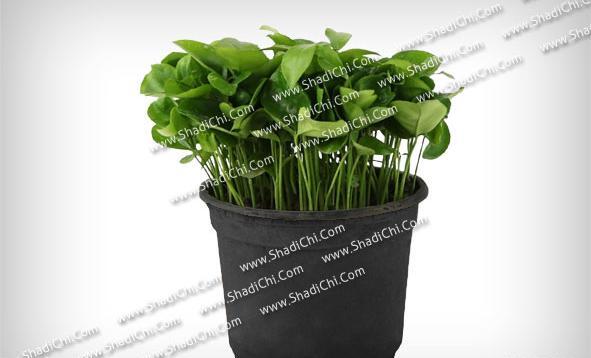 عکس سبزه نارنج
