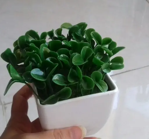 عکس سبزه نارنج