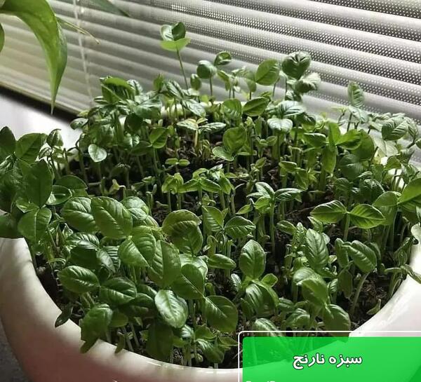 عکس سبزه نارنج