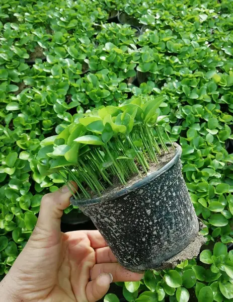 عکس سبزه نارنج