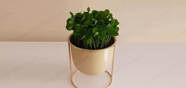 عکس سبزه نارنج