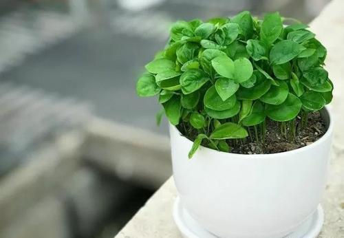 عکس سبزه نارنج