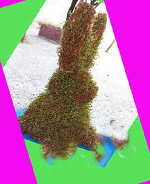 عکس سبزه خرگوش
