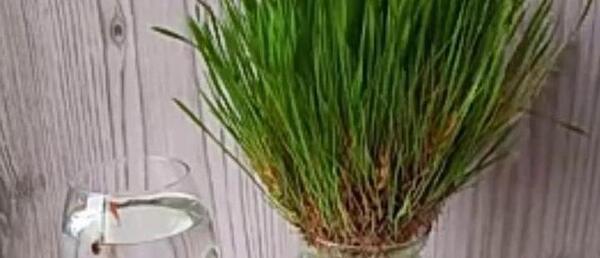 عکس سبزه سنبل