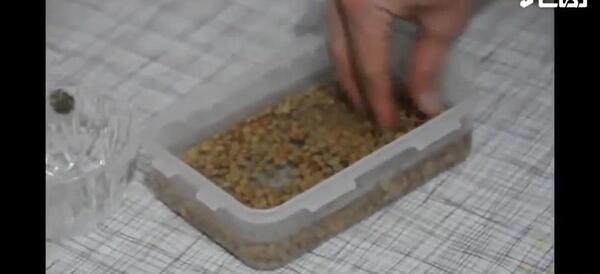 عکس جای سبزه