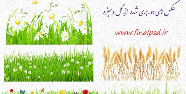 عکس سبزه زار چمن
