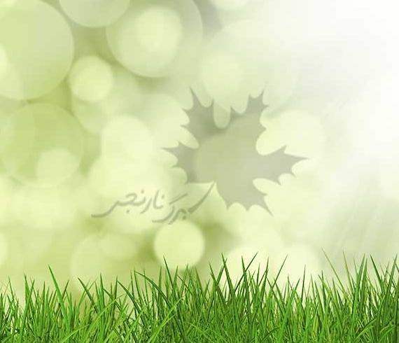 عکس سبزه زار چمن