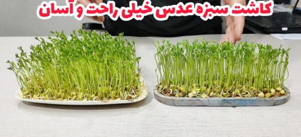 عکس سبزه با عدس