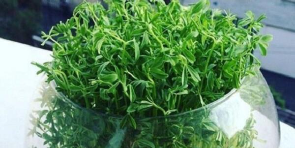 عکس سبزه خاکشیر و خرفه