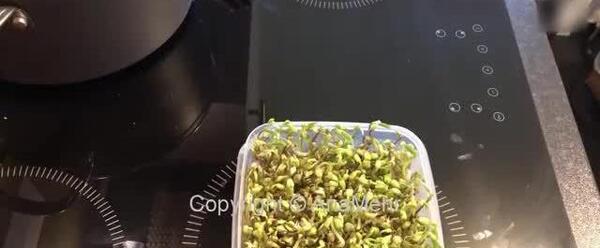 عکس سبزه خاکشیر و خرفه