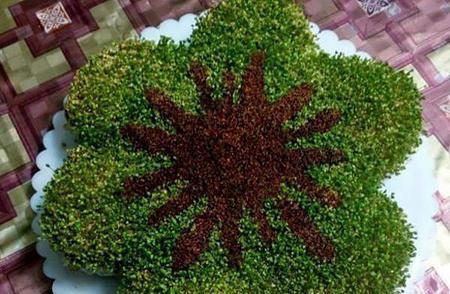 عکس سبزه خاکشیر و خرفه